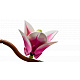 LEGO® Botanicals 11510 Větvičky magnólie