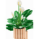 LEGO® Botanicals 11504 Lopatkovec
