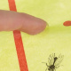 Lepilni trak proti insektom 10 m Repest 19052