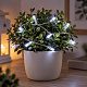 Linder Exclusiv Božična veriga na baterije 30 LED Hladno bela